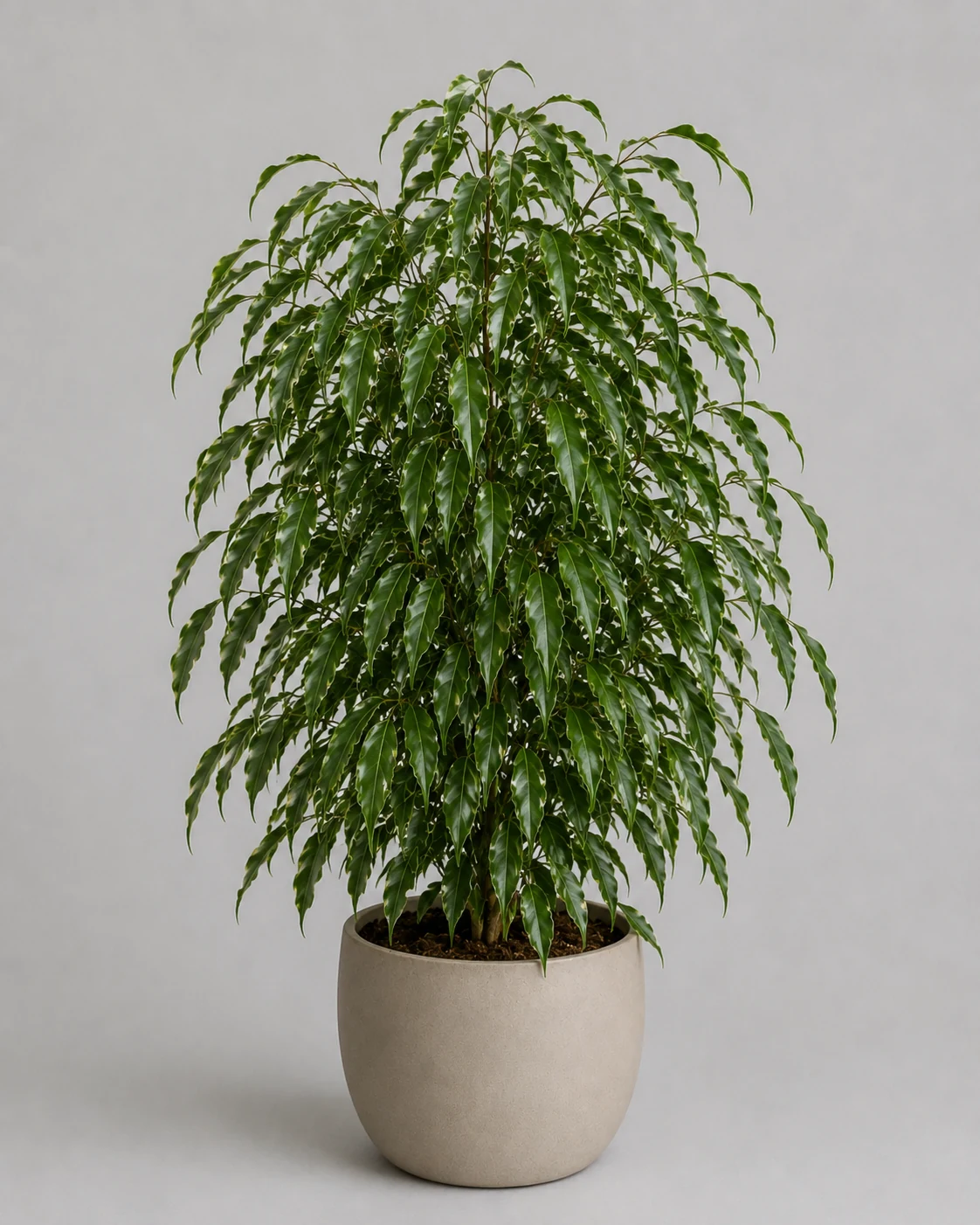 Fikus Exotica