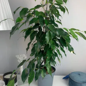 Fikus Benjamina Anastazja