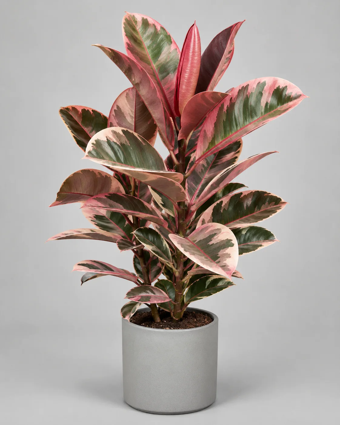 Fikus elastica Ruby