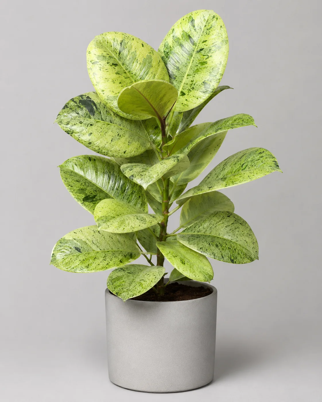 Fikus elastica Shivereana